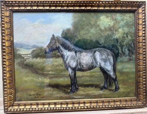 Grey Pony Standing in a Field