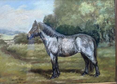 Grey Pony Standing in a Field